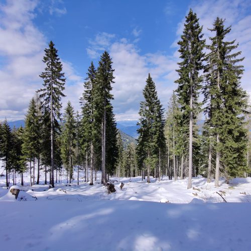 Bomen in de sneeuw