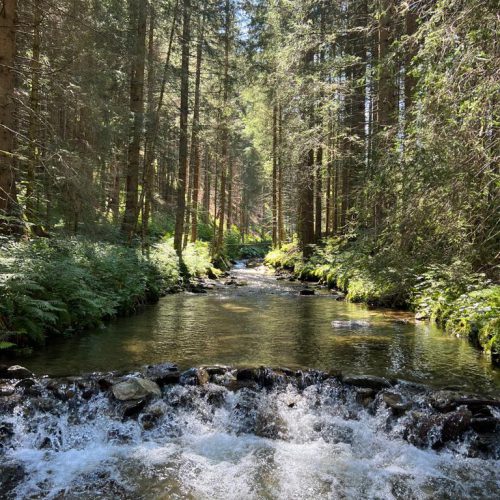 Rivier in het bos